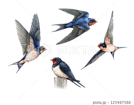 Flying birds watercolor painted illustration set on white background. Cute barn swallows with spread wings, sitting isolated element collection. Wildlife martin bird vintage style illustration 125487388