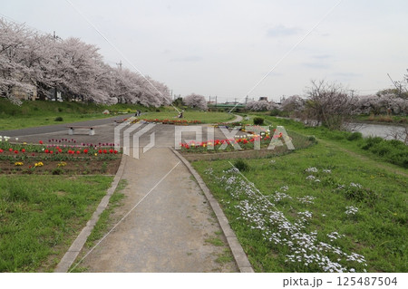 春の公園に咲くチューリップの花やソメイヨシノの桜の花 125487504
