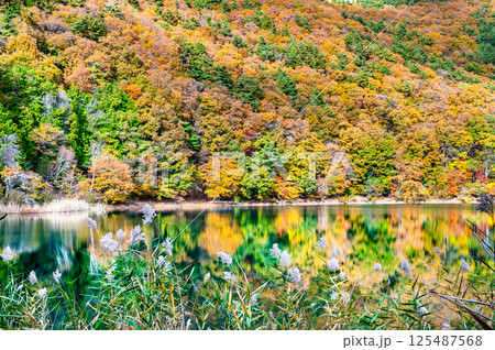 山梨 黄葉に染まる四尾連湖 山梨 黄葉に染まる四尾連湖 125487568