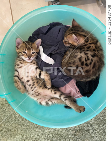 Two adorable kittens lounge in a turquoise laundry basket, one sprawled with a playful expression, while the other curls up, showcasing their spotted fur patterns. 125487709