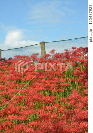 青空に映える彼岸花 青空に映える彼岸花 125487925