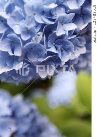 青い紫陽花 125488019