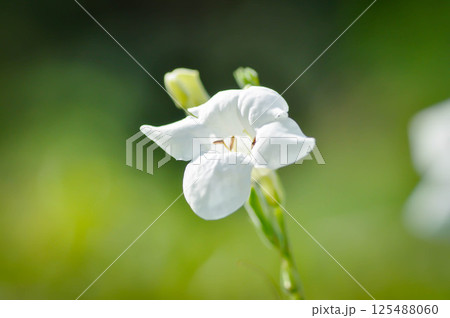 Asystasia gangetica Anderson, Asystasia gangetica L T Anders or  Baya or Chinese violet or Coromandel or Creeping foxglove or  Ganges Primrose or  Ganges River asystacia or Indian asystacia or 125488060