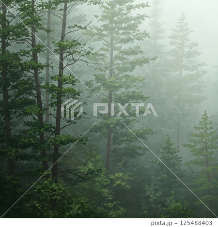 A misty forest scene with tall pine trees disappearing into a soft, gray fog, creating a serene landscape 125488403