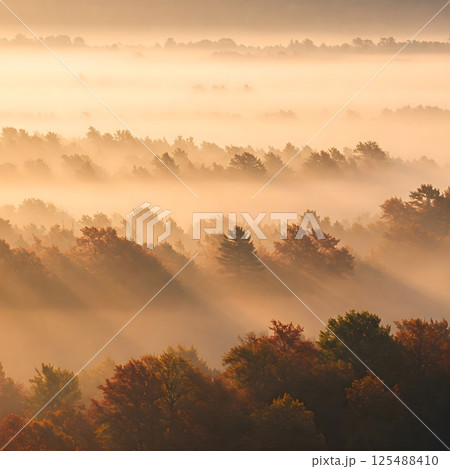 A misty morning landscape with layers of trees fading into a soft, golden fog, creating a serene atmosphere 125488410