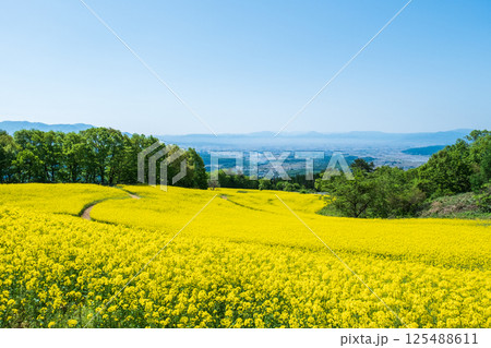 三ノ倉高原菜の花畑 三ノ倉高原菜の花畑 125488611
