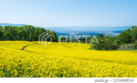 三ノ倉高原菜の花畑 三ノ倉高原菜の花畑 125488614