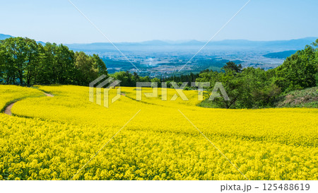 三ノ倉高原菜の花畑 三ノ倉高原菜の花畑 125488619