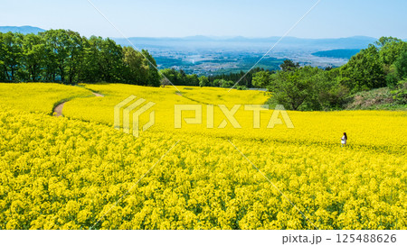 三ノ倉高原菜の花畑 125488626