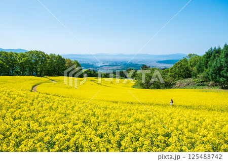 三ノ倉高原菜の花畑 125488742