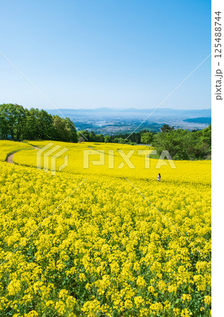 三ノ倉高原菜の花畑 三ノ倉高原菜の花畑 125488744