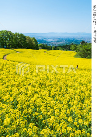 三ノ倉高原菜の花畑 125488746