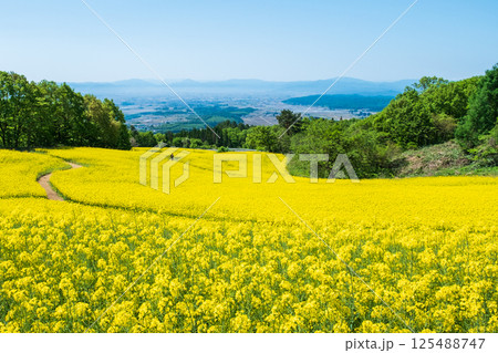 三ノ倉高原菜の花畑 125488747