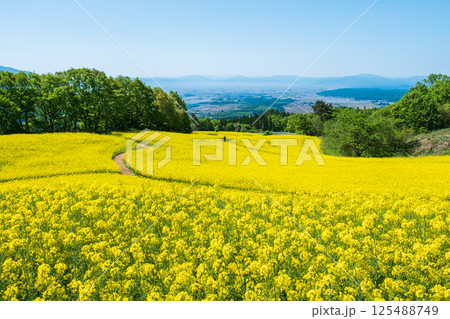 三ノ倉高原菜の花畑 三ノ倉高原菜の花畑 125488749