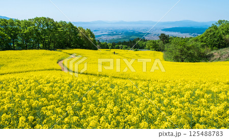 三ノ倉高原菜の花畑 三ノ倉高原菜の花畑 125488783