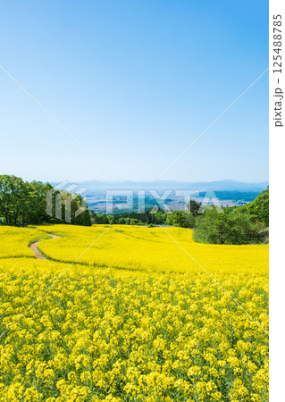 三ノ倉高原菜の花畑 125488785