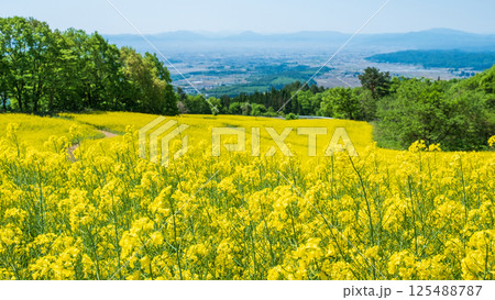 三ノ倉高原菜の花畑 125488787