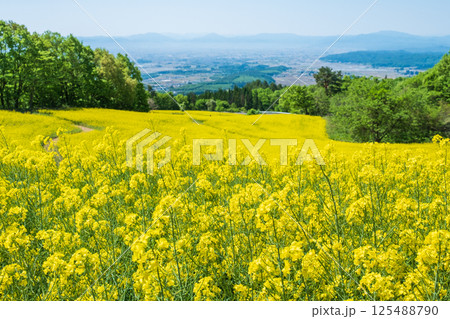 三ノ倉高原菜の花畑 三ノ倉高原菜の花畑 125488790