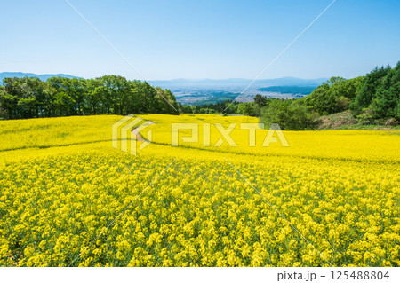 三ノ倉高原菜の花畑 125488804