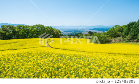 三ノ倉高原菜の花畑 三ノ倉高原菜の花畑 125488805