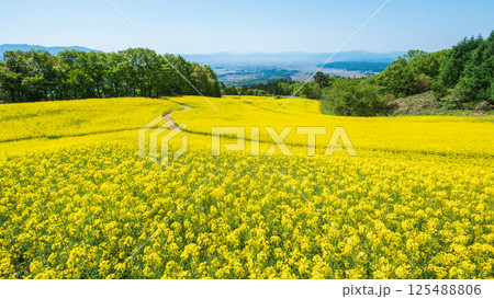 三ノ倉高原菜の花畑 三ノ倉高原菜の花畑 125488806
