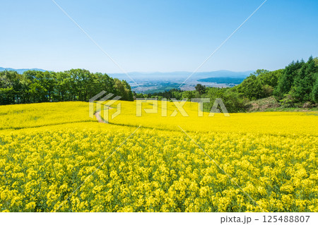 三ノ倉高原菜の花畑 125488807