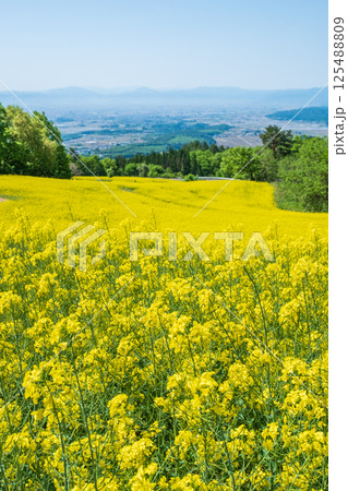三ノ倉高原菜の花畑 三ノ倉高原菜の花畑 125488809