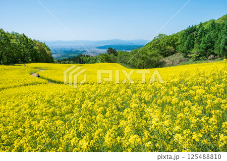 三ノ倉高原菜の花畑 125488810