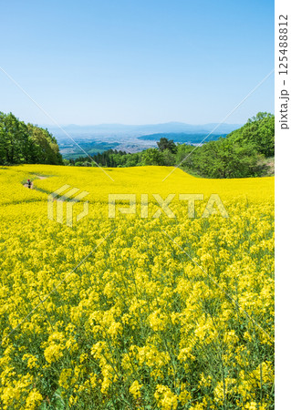 三ノ倉高原菜の花畑 125488812