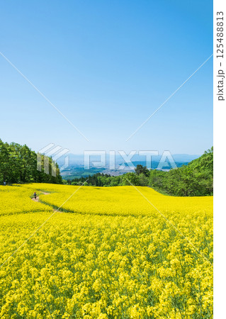 三ノ倉高原菜の花畑 125488813
