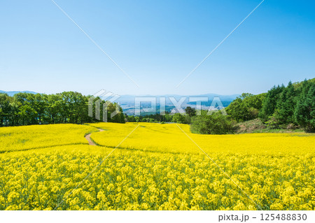 三ノ倉高原菜の花畑 125488830