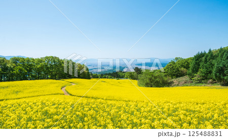 三ノ倉高原菜の花畑 125488831