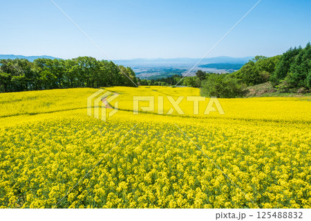 三ノ倉高原菜の花畑 125488832