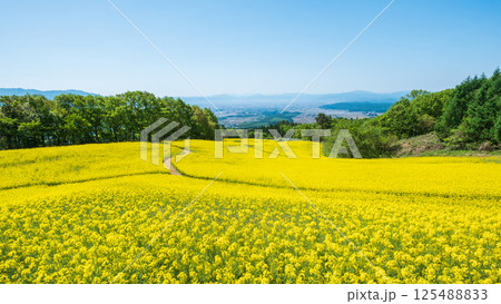三ノ倉高原菜の花畑 125488833