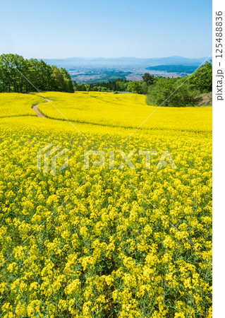 三ノ倉高原菜の花畑 125488836