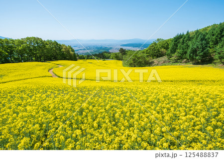 三ノ倉高原菜の花畑 三ノ倉高原菜の花畑 125488837