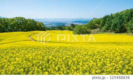 三ノ倉高原菜の花畑 125488838