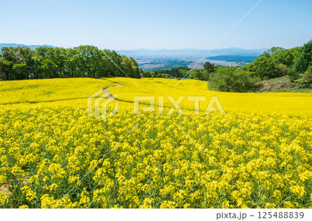 三ノ倉高原菜の花畑 125488839