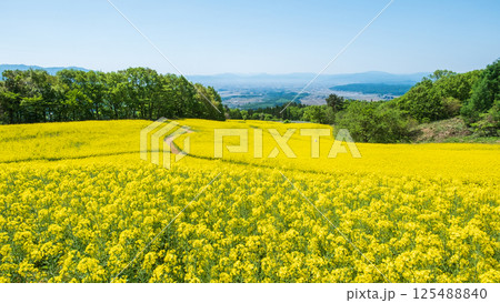 三ノ倉高原菜の花畑 125488840