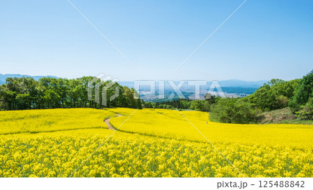 三ノ倉高原菜の花畑 125488842
