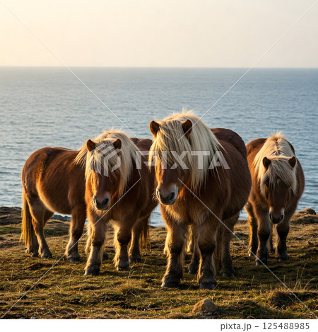 Four small, sturdy horses with thick blonde manes stand on a grassy cliff overlooking the ocean at dusk 125488985
