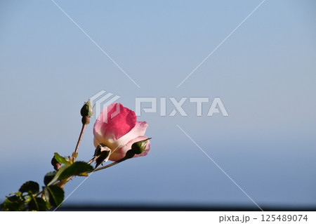 比叡山2024 125489074