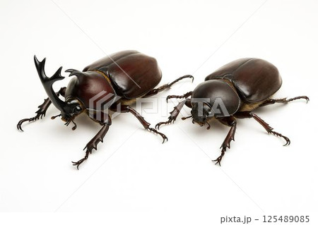 カブトムシ 125489085