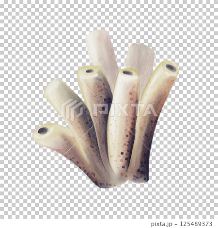 Sea sponge. underwater multicellular animal. Long tube corals. Watercolor illustration without background. Hand drawing. Aquarium decor. Sea reef. Fish habitat. High quality illustration 125489373
