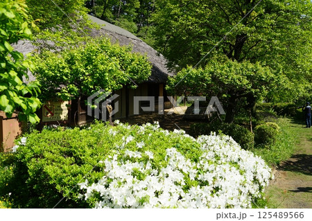 東京都町田市の薬師池公園の花と古民家の風景 125489566