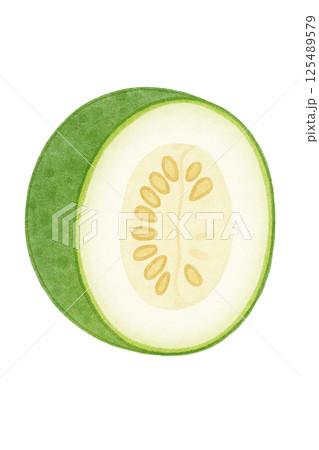 輪切りにした冬瓜の水彩イラスト（野菜） 125489579