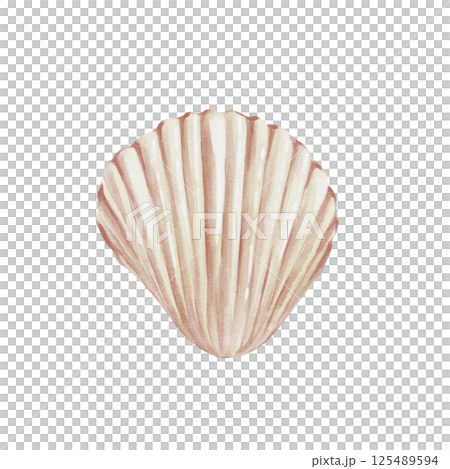 Scallop shell with ribbed surface. Pastel light color. Watercolor illustration without background. Hand drawing. Aquarium decor. Souvenir from the sea or ocean. High quality illustration 125489594