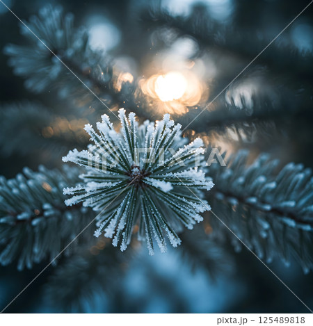 Close-up of frost-covered pine needles glistening in soft sunlight. Winter nature scene 125489818