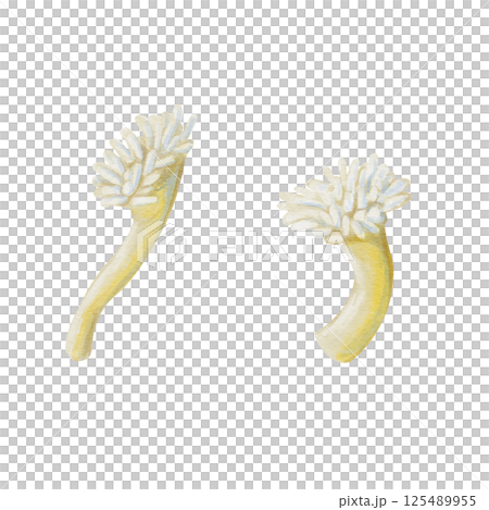 Sea anemone with long tentacles and bright color. Sea anemone, coral polyp. Cylindrical body and white tentacles. Watercolor illustration without background. Hand drawing. High quality illustration 125489955
