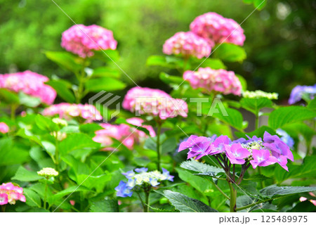 滋賀県近江八幡市 八幡堀の風景 滋賀県近江八幡市 八幡堀の風景 125489975